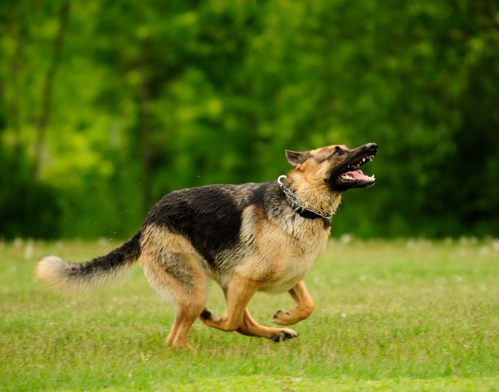 Greyhound este un câine ciobănesc german cu părul scurt.
